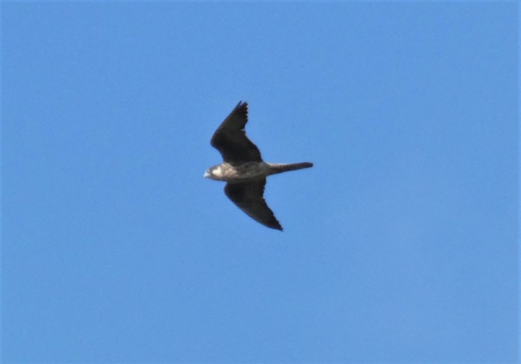 Falco della Regina (Falco eleonorae)
